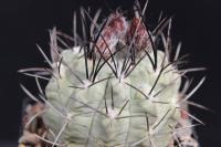 Pyrrhocactus paucicostatus FR 521